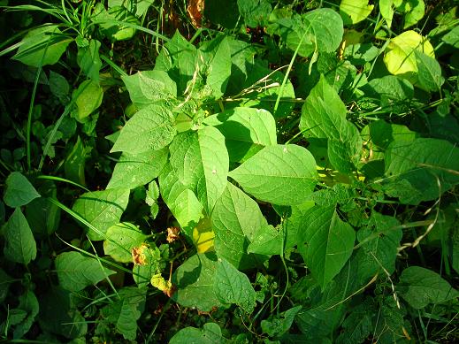 Physalis alkekengi